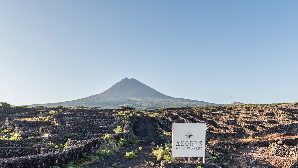 Read more about the article Degustace portugalských vín od vinaře Antónia Maçanit