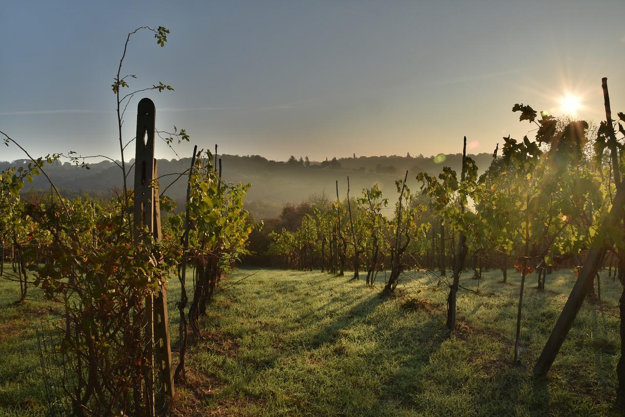 Read more about the article Degustace španělských vín a delikates v Art-n-Coffee – 6. září 2022