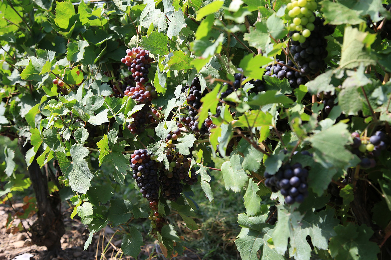 Degustace rakouských vín Nové vinařství - Landauer a něco navíc